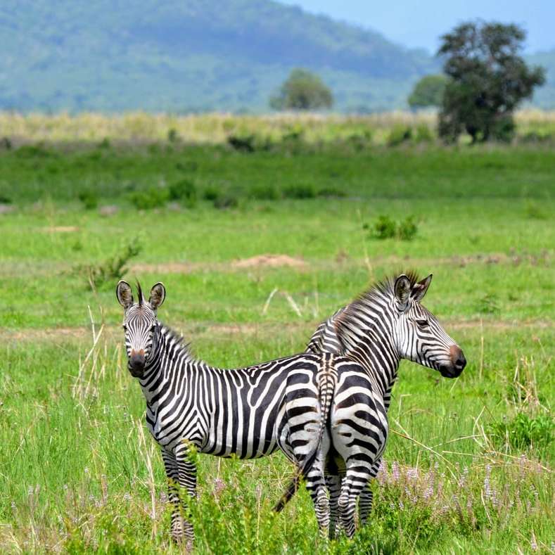 две зебры на траве поля онлайн-пазл