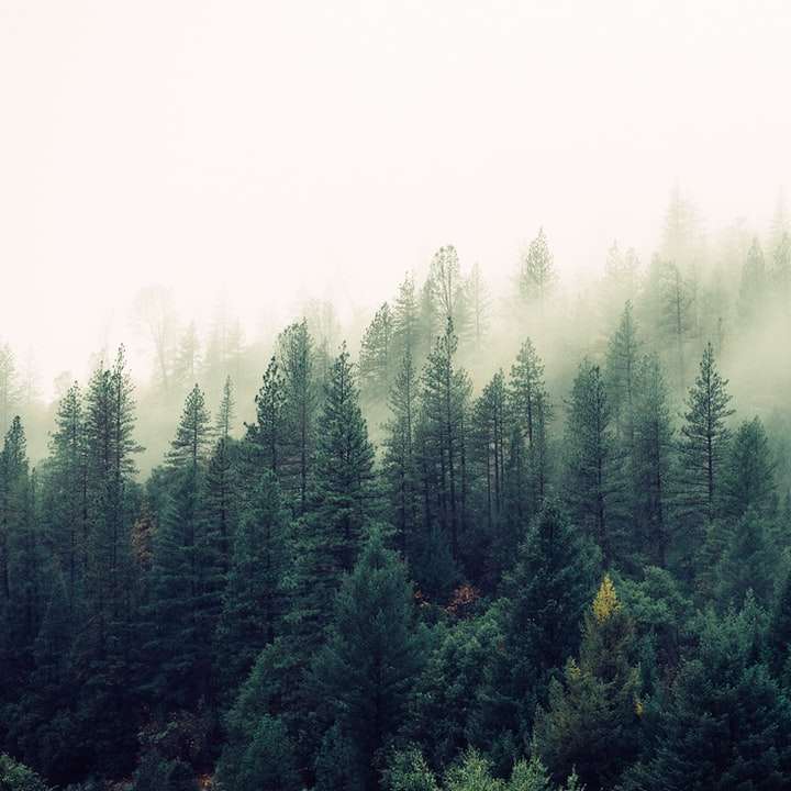 палми, покрити с мъгла плъзгащ се пъзел онлайн