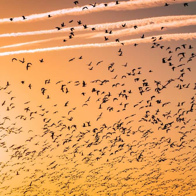 flock av fåglar Pussel online