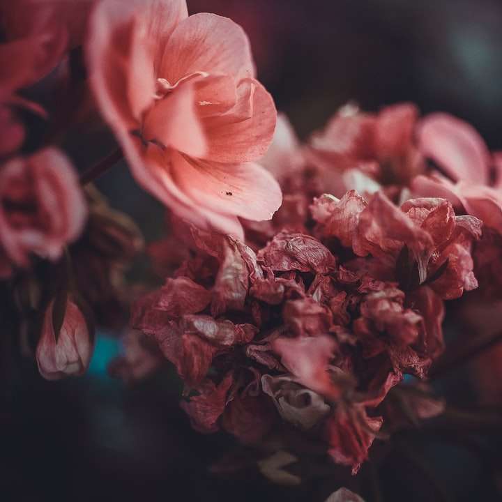 ροζ λουλούδια με πέταλα online παζλ