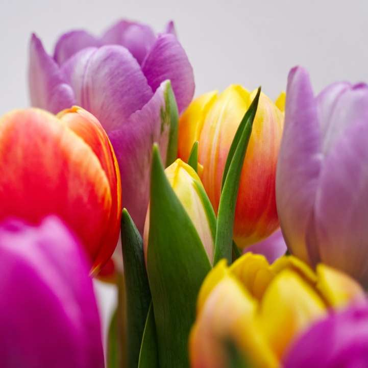 Rózsaszín és sárga tulipán virágzik online puzzle