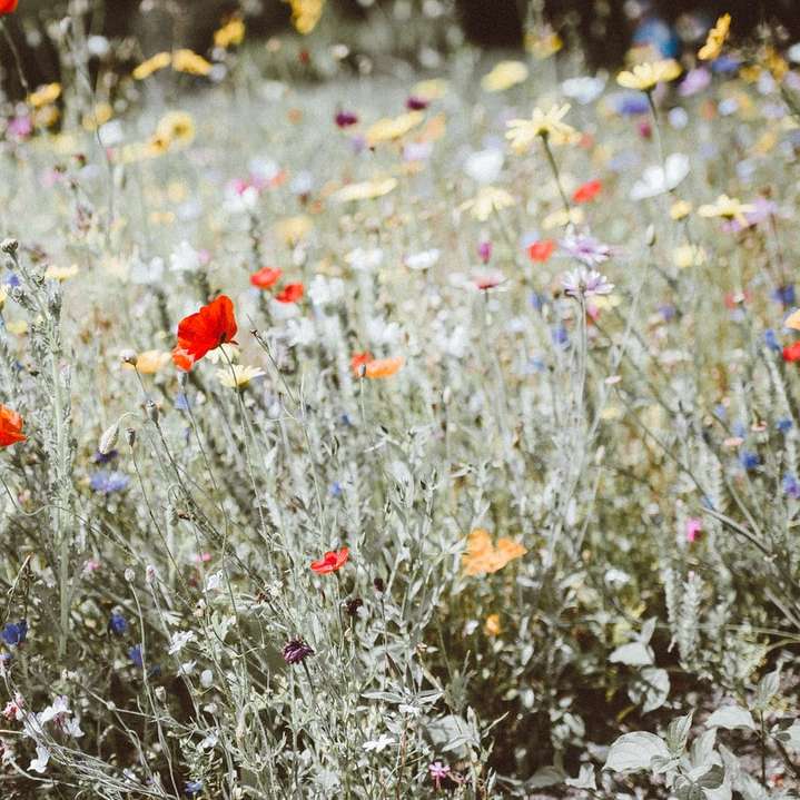 квіткове поле різного кольору онлайн пазл