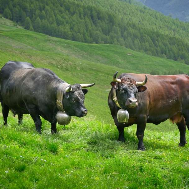 två bruna och svarta bufflar på grönt gräs Pussel online