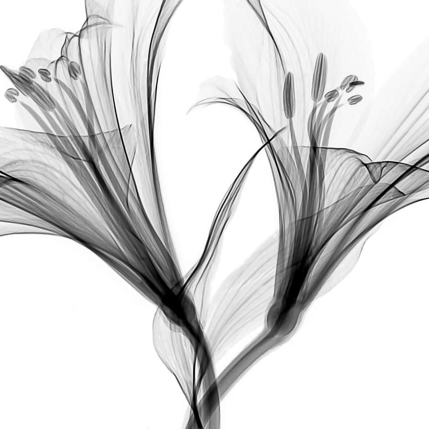 花のイラスト スライディングパズル・オンライン