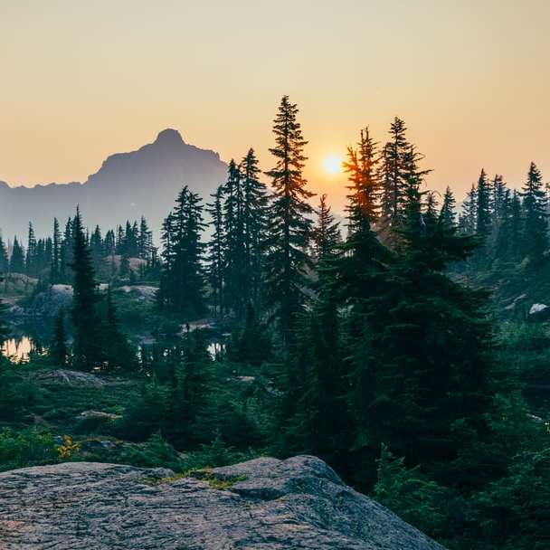 champ de pins près de la montagne au coucher du soleil puzzle coulissant en ligne
