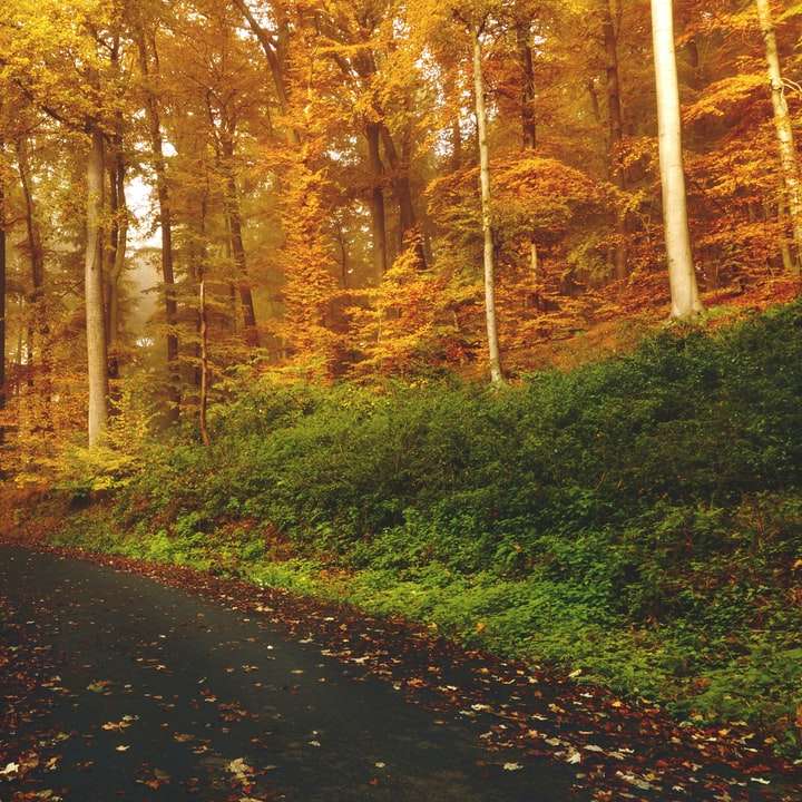 estrada vazia entre árvores na floresta puzzle online