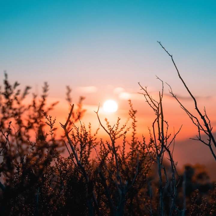 silhouet van plant tijdens zonsondergang schuifpuzzel online