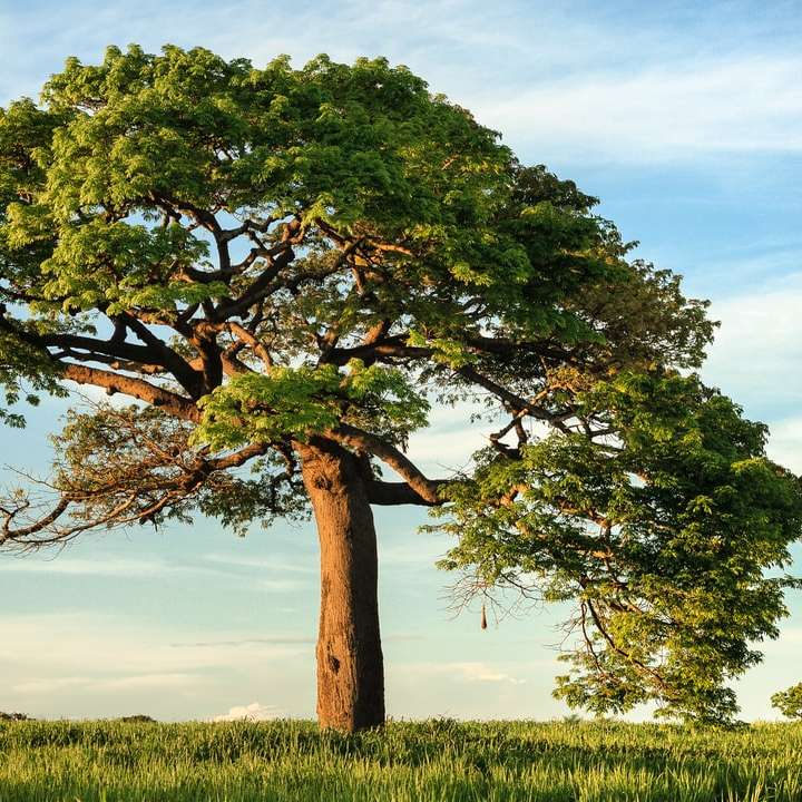 Grüner Blattbaum unter blauem Himmel Schiebepuzzle online