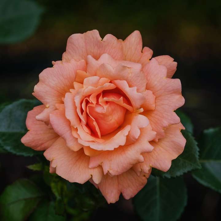 pomarańczowa róża puzzle przesuwne online