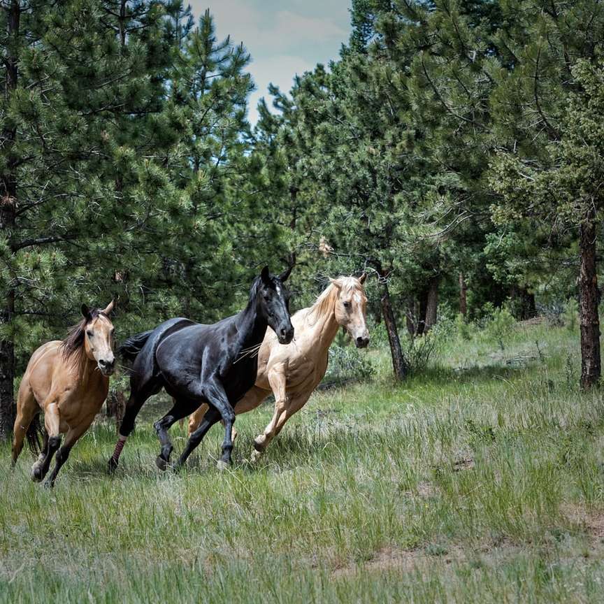 deux chevaux bruns et un cheval noir sur l'herbe verte puzzle en ligne