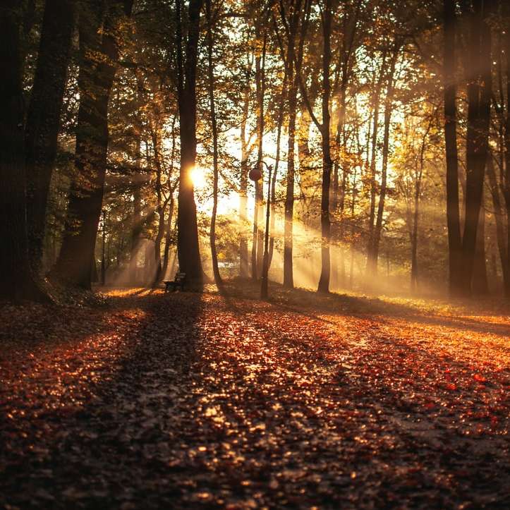 δάσος ενάντια στο φως του ήλιου την ημέρα συρόμενο παζλ online