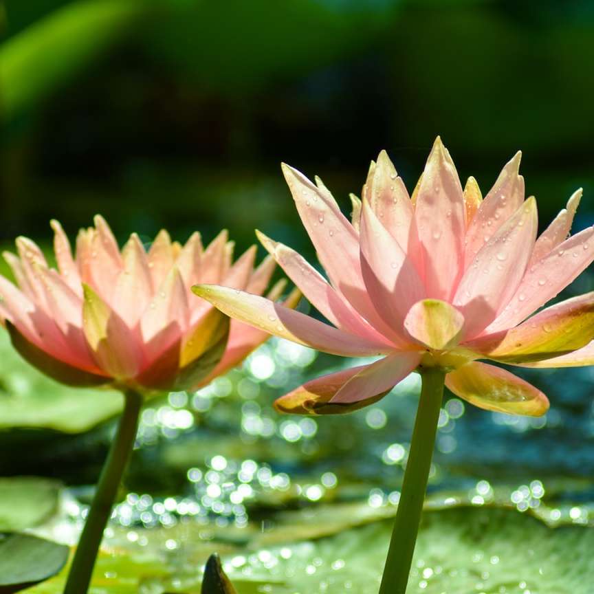 różowy kwiat lotosu w rozkwicie w ciągu dnia puzzle przesuwne online