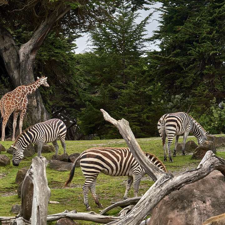 två giraff och tre zebra på grönt gräsfält Pussel online