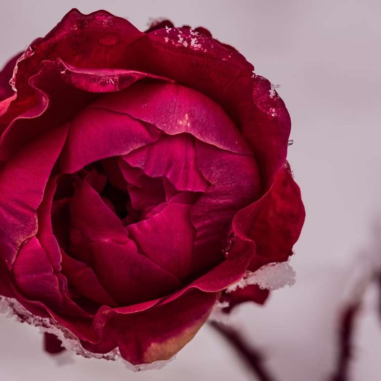 Κλείστε τη φωτογραφία του κόκκινου λουλουδιού λουλουδιού συρόμενο παζλ online