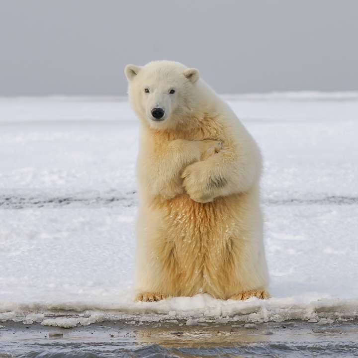urs polar pe pământ acoperit cu zăpadă în timpul zilei alunecare puzzle online