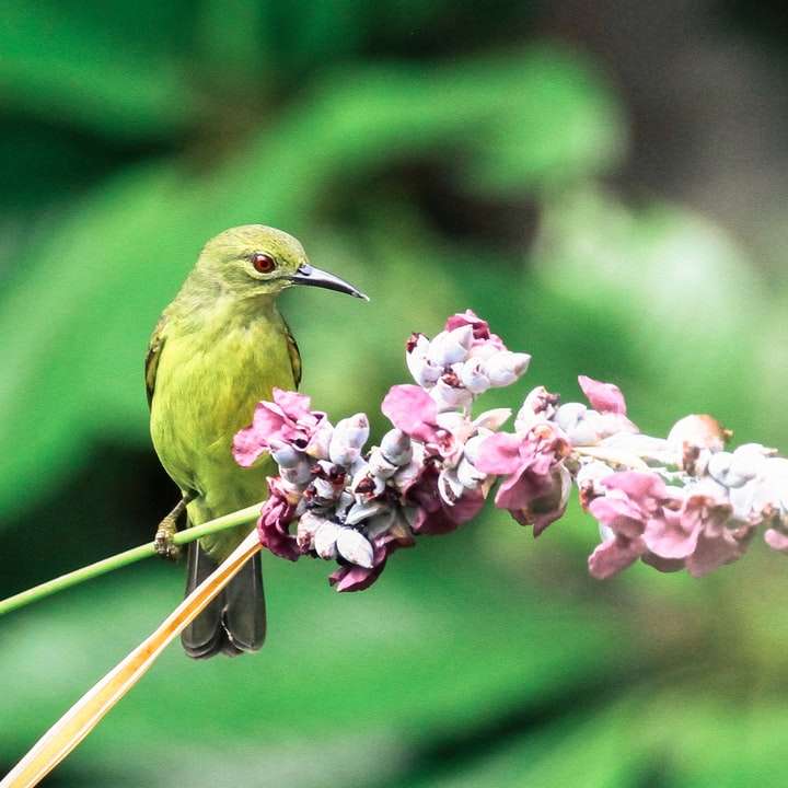 Πράσινο πουλί δίπλα στο ροζ λουλούδι συρόμενο παζλ online