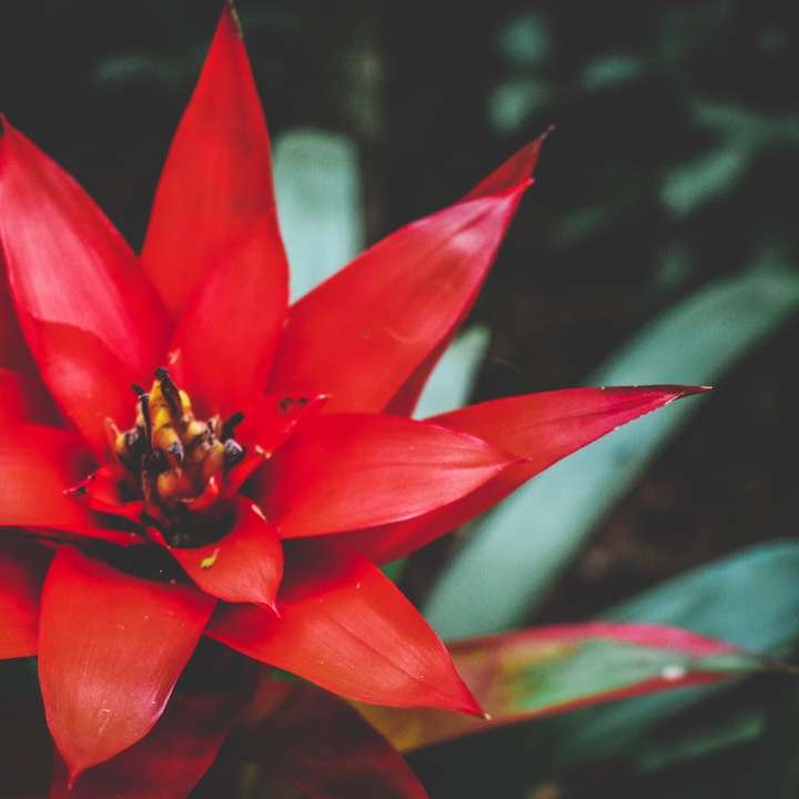 grunt fokus fotografi av röd blomma Pussel online