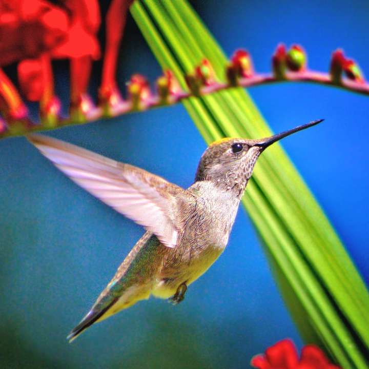 Kolibri in der Nähe von roten Blütenblättern Schiebepuzzle online