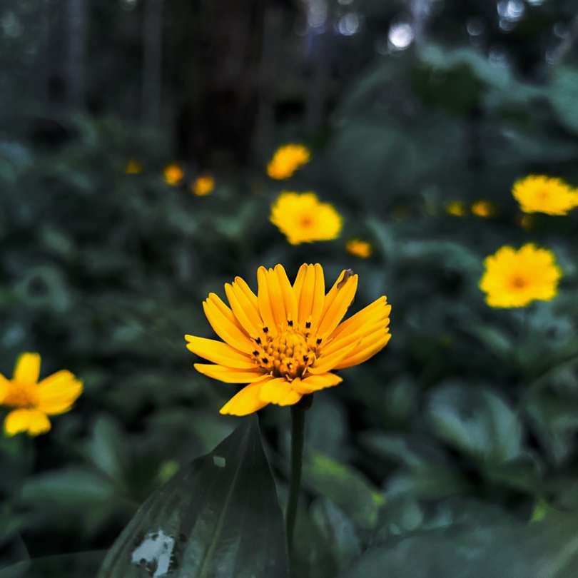 floare galbenă petalată alunecare puzzle online