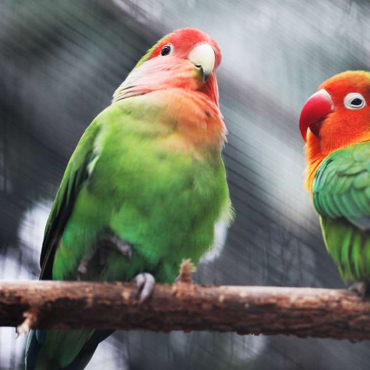 δύο παπαγάλοι συρόμενο παζλ online