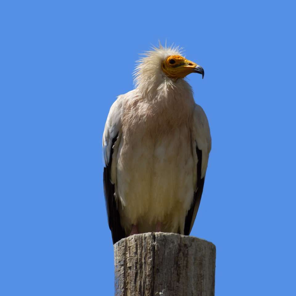 Pájaro blanco y negro en un poste de madera marrón durante el día rompecabezas en línea