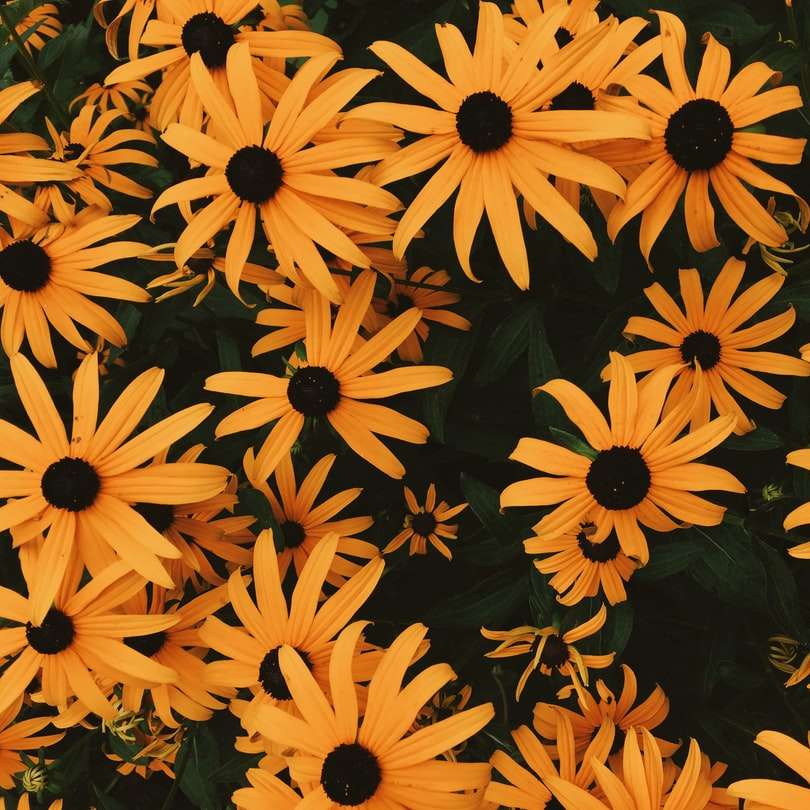 svartögda Susan-blommor Pussel online
