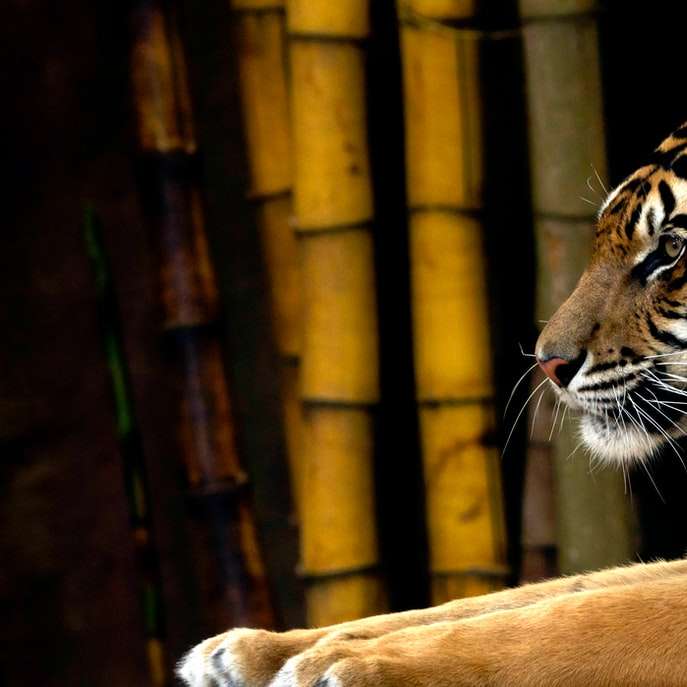 brun tiger bredvid bambusträd Pussel online