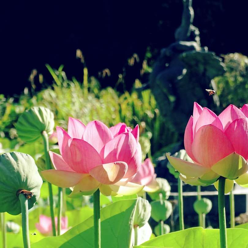 foto dal basso di fiori dai petali rosa puzzle scorrevole online