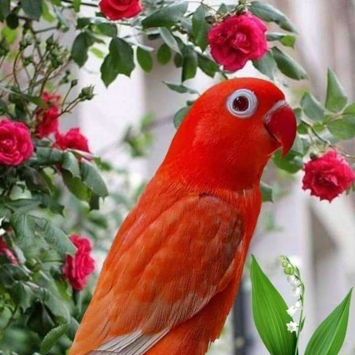 red parrot and red flowers sliding puzzle online