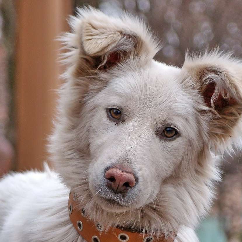 cachorro com pêlo longo branco e marrom puzzle deslizante online