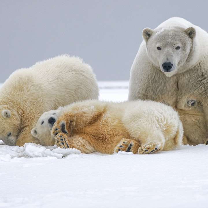 biały niedźwiedź polarny na pokrytej śniegiem ziemi w ciągu dnia puzzle online