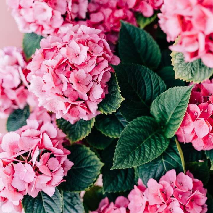 růžové květy se zelenými listy posuvné puzzle online