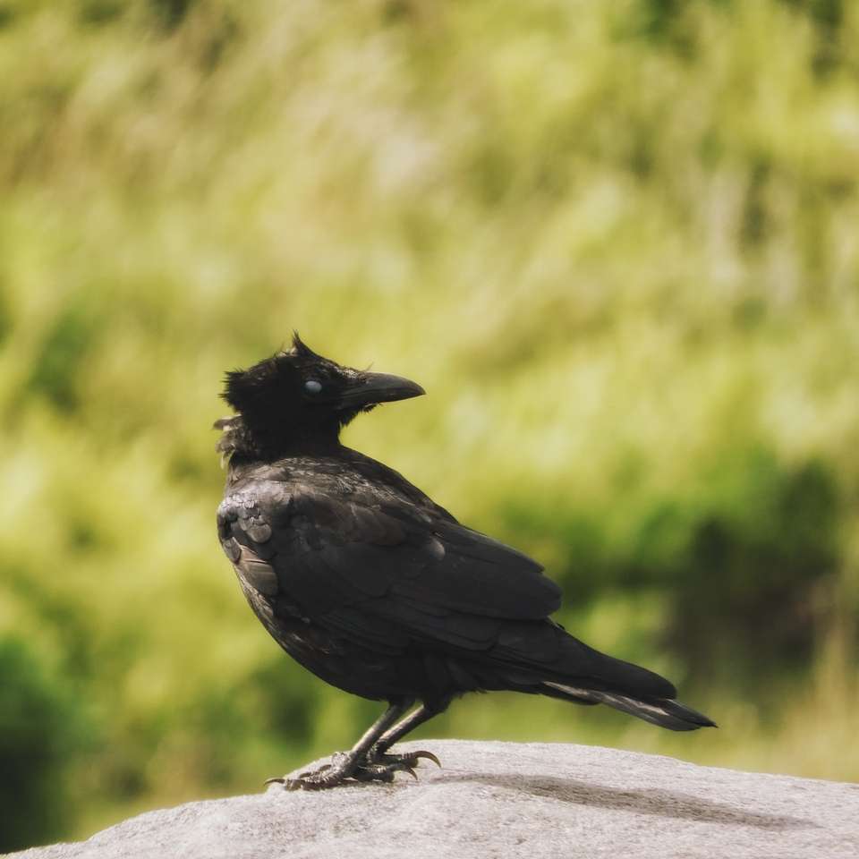 черная птица на серой бетонной поверхности в дневное время онлайн-пазл