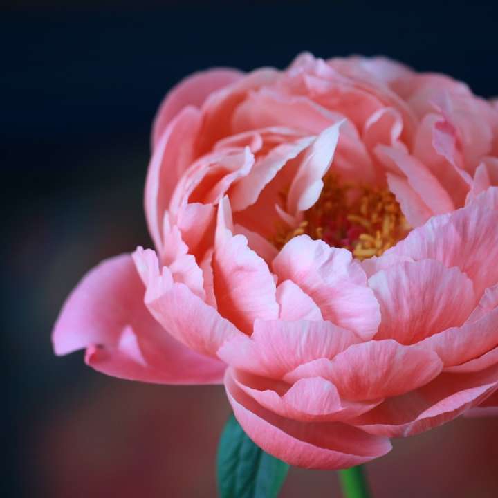 rosa Blume in der Fotografie mit selektivem Fokus Schiebepuzzle online