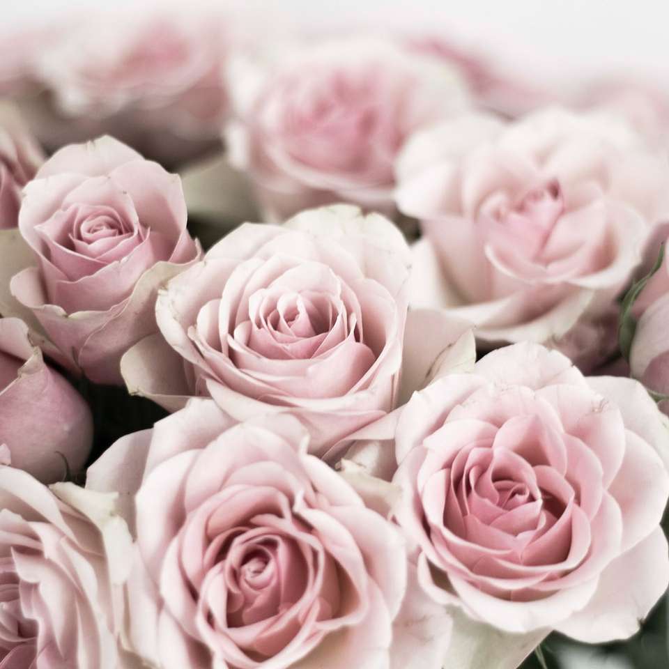 pink roses in tilt shift lens sliding puzzle online