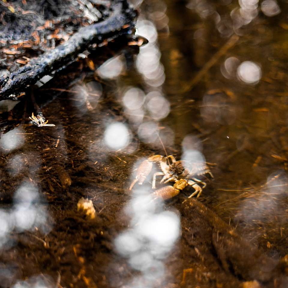 brązowe suszone liście na zbiorniku wodnym puzzle online