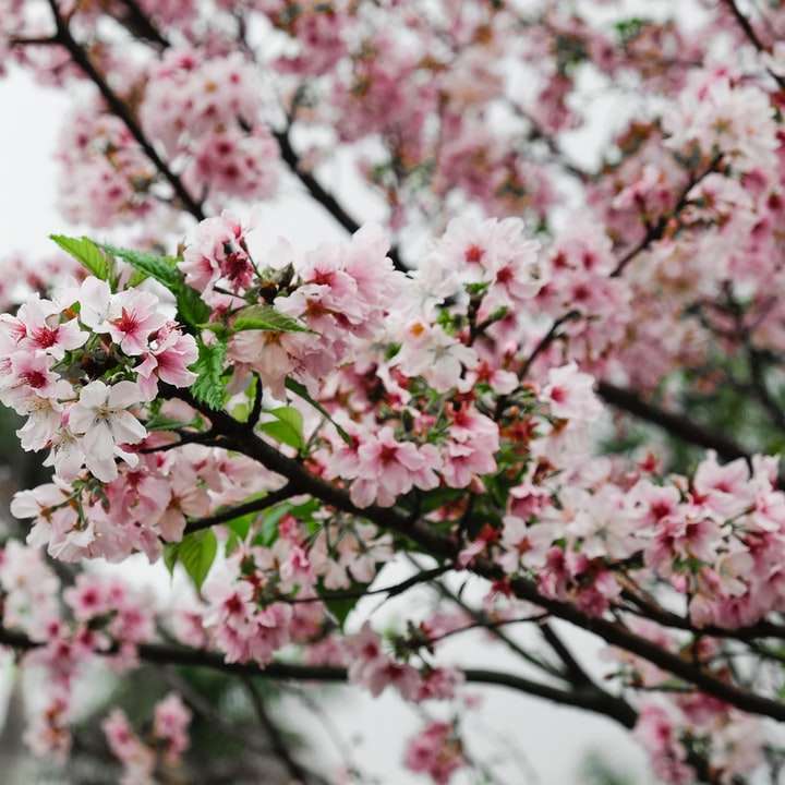 třešňový květ strom v selektivní zaměření fotografie online puzzle