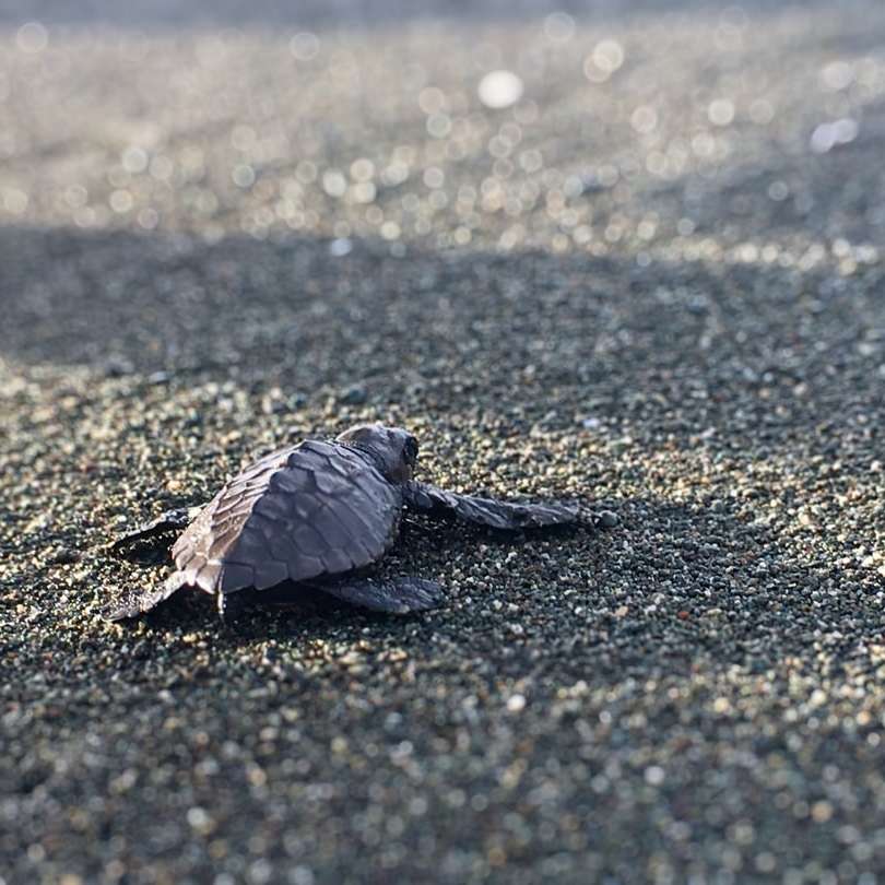 tartaruga grigia e marrone sulla sabbia grigia durante il giorno puzzle scorrevole online