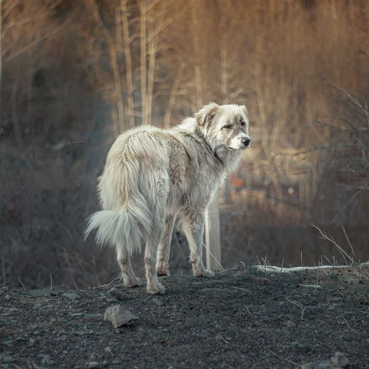 昼間に土の地面を歩く白と茶色のオオカミ スライディングパズル・オンライン