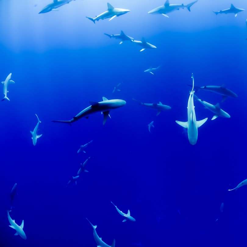 група акул під водоймою онлайн пазл