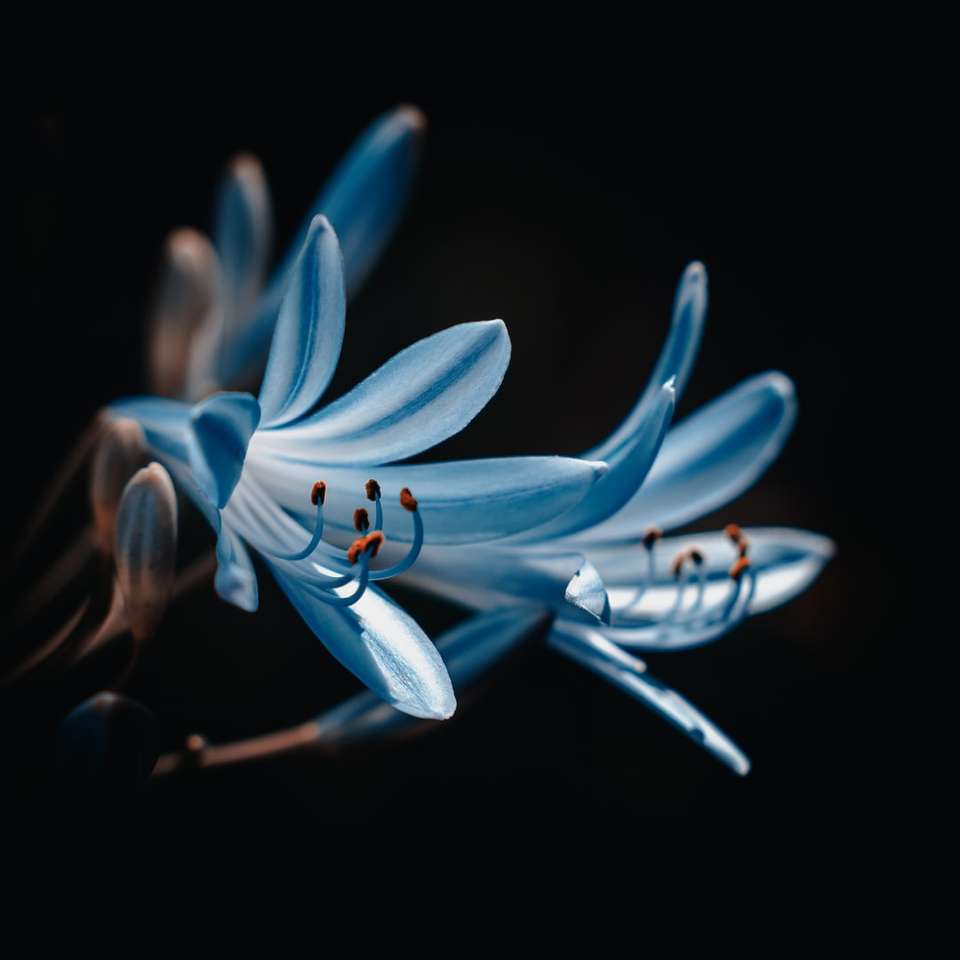modrá a bílá květina ilustrace posuvné puzzle online
