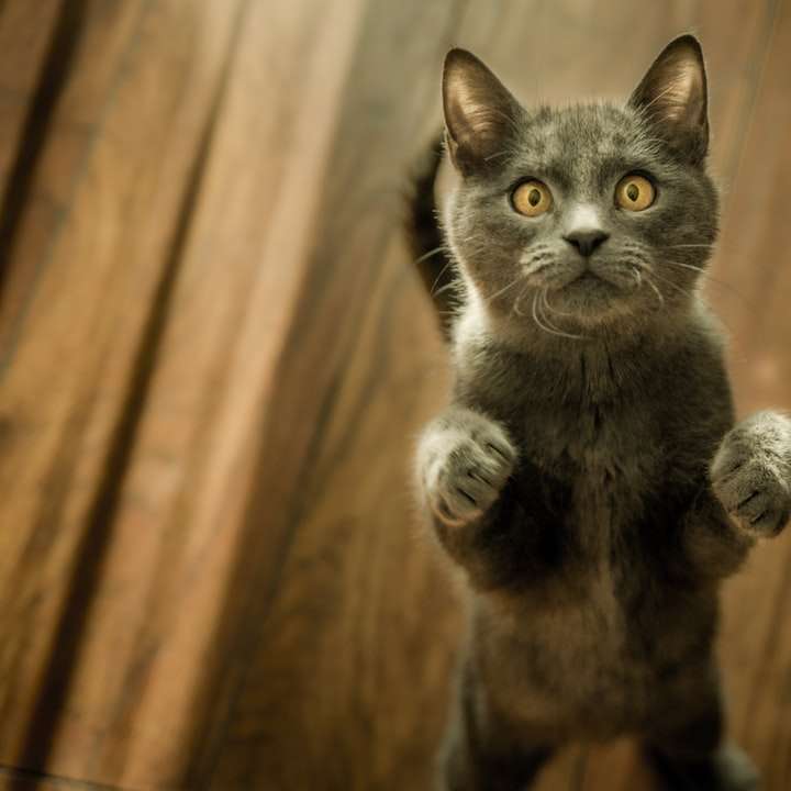 szary kot stojący na dwóch nogach puzzle online