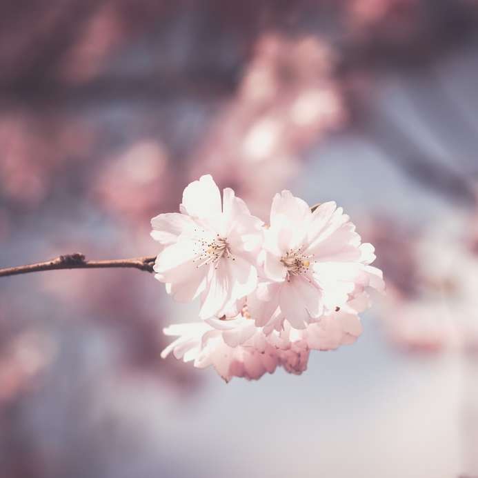 ピンクの桜の花のセレクティブフォーカス写真 オンラインパズル