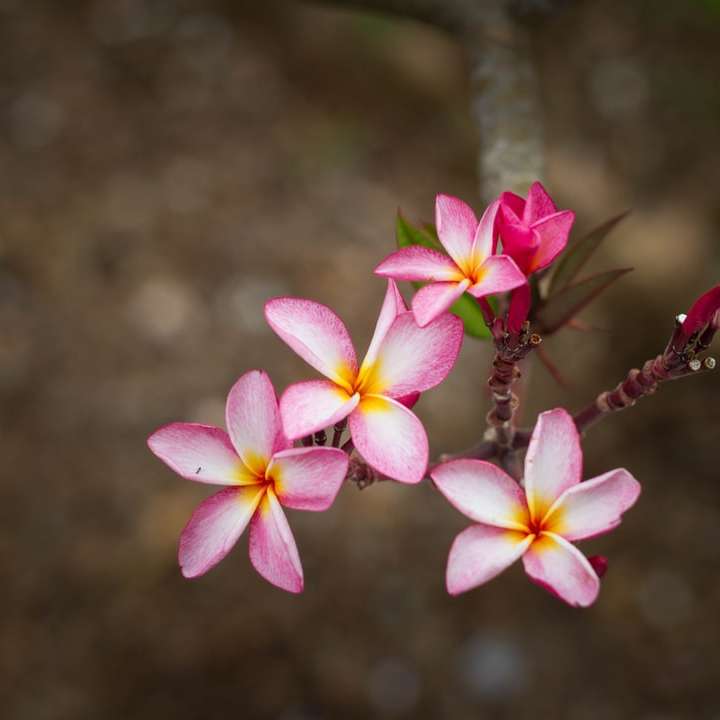 fotografie de prim-plan a unei flori cu petale roz și alb alunecare puzzle online