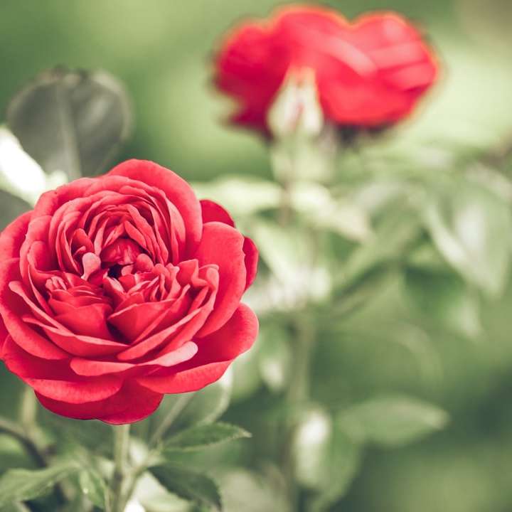 fotografia con messa a fuoco superficiale di un fiore rosso puzzle online
