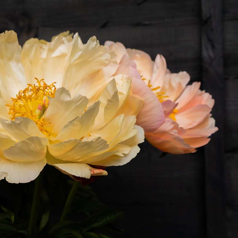 weiße und gelbe Blume in der Nahaufnahmefotografie Schiebepuzzle online