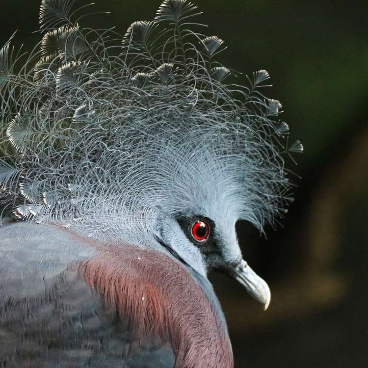 фокусна фотография на сива и кафява птица онлайн пъзел