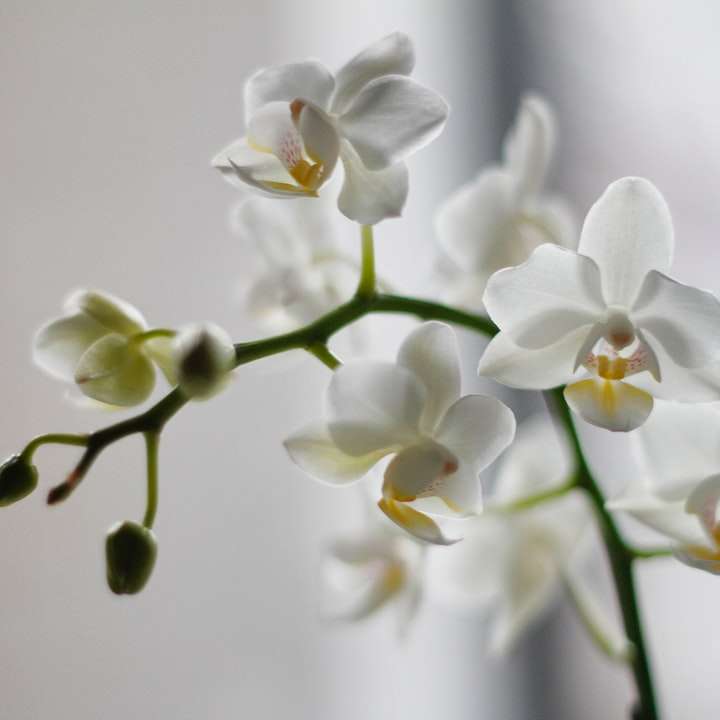 weiße Schmetterlingsorchidee Schiebepuzzle online