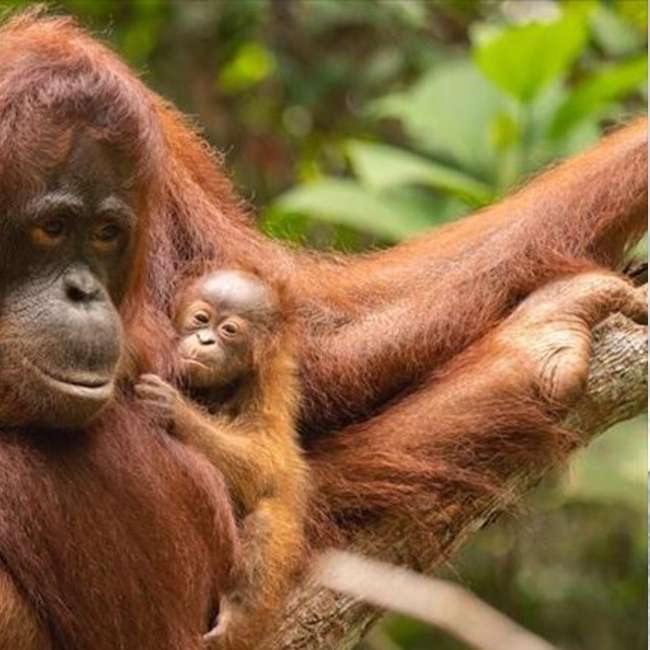 orangutany puzzle przesuwne online