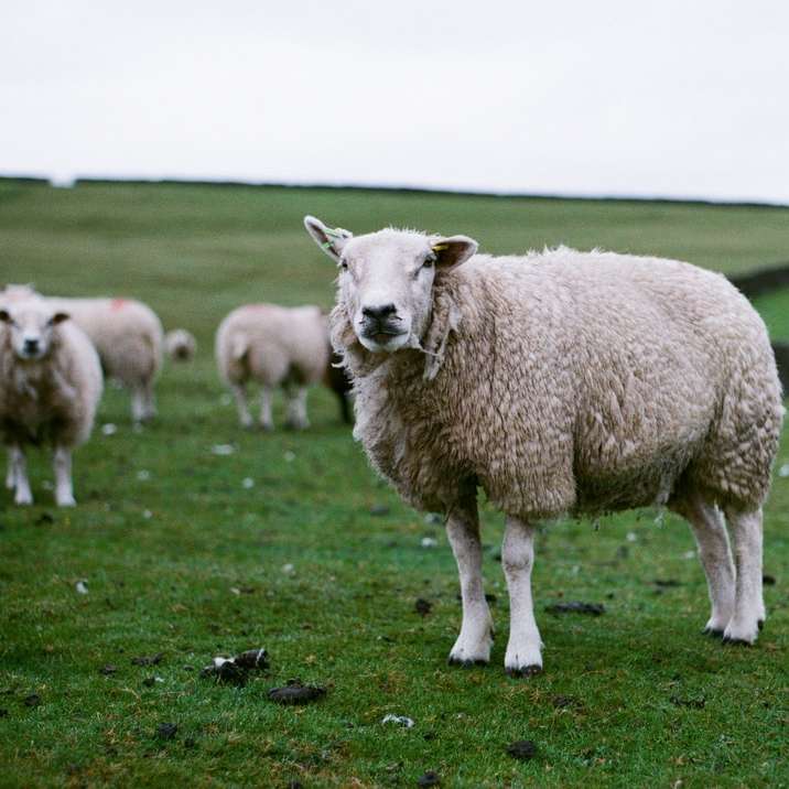 昼間の緑の芝生のフィールド上の羊の群れ スライディングパズル・オンライン
